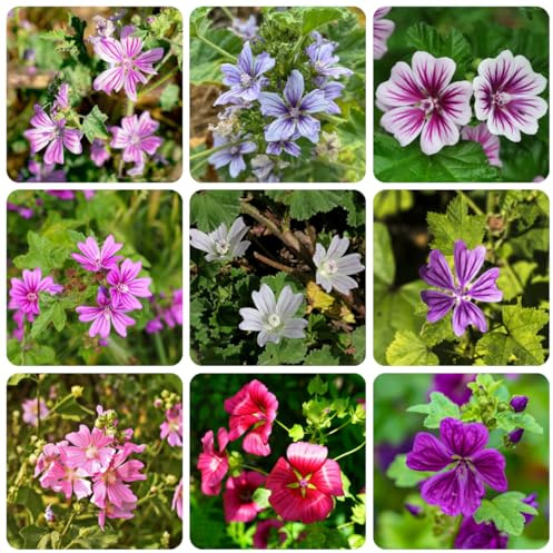 semi di malva selvatica - resistente biologici esotiche copertura 500pcs