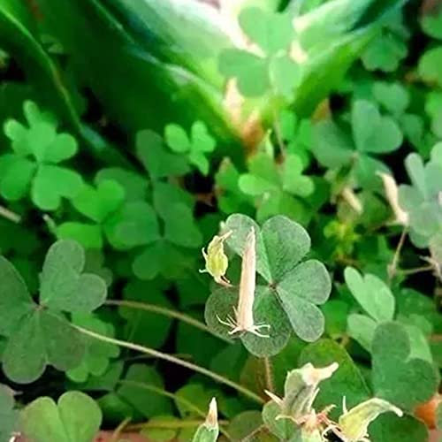 strimusimak Graines de trèfle, Melange de couleurs Graines de trèfle