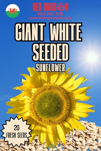 Giant White Seeded Sunflower Seeds - 20 Fresh Giant White Seeded Sunflower Seeds