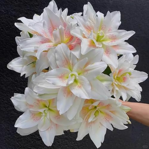 Lilium tuberi mix di cipolle,gigli in vaso,cipolle perenni,decorativi,grazia,gigli a cipolle resistenti all'inverno,decorazione.-2pezzo-O