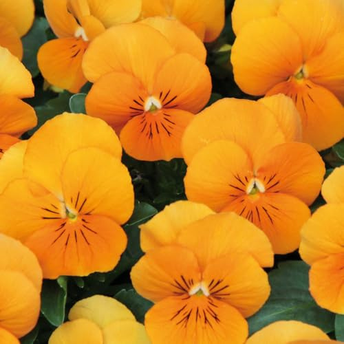 Viola 'Twix Tangerine'. 7cm Plant x 3. Winter flowering bedding plants for hanging baskets and containers. Bedwen Plants Online Garden Centre.