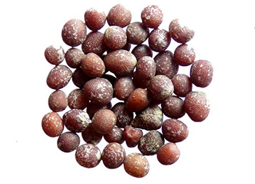 Mostaza d'Abyssinie – 40 gramos – Brassica Carinata – Etiopía Mustard – (Fertilizante verde – Green Manure) – SEM05