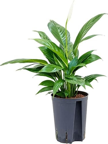 Spathiphyllum Yess DECOALIVE Planta de Interior Natural para Decorar el Hogar Lirio de la Paz o Espatifilo