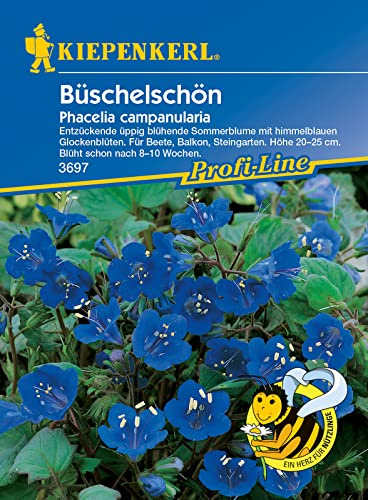 Kiepenkerl 3697 Büschelschön, beliebte Gartenpflanze mit intensiv blauen Blüten, für Balkonkästen und Kübel geeignet