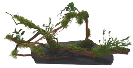 Aquariumdeko Moorwurzel bepflanzt mit gr. Mooskugel auf Schiefer L: 40-50 cm B: 20-25cm mehrfach Wurzelwerk mit echten Wasserpflanzen