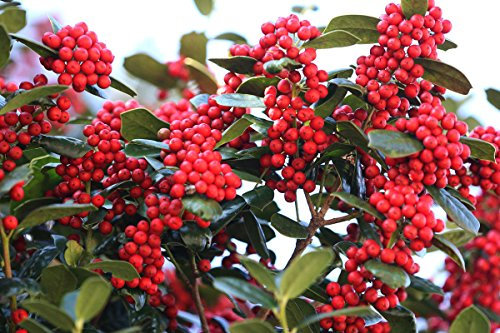 Cinese agrifoglio, Ilex cornuta, Sempreverde, Arbusto 30 semi:Grani