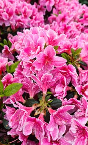 Rhododendron Pink Poetry Japanische Azalee 40-60 cm