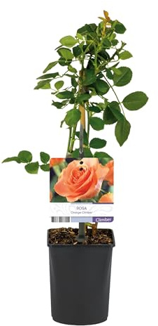 Rosier grimpant - Rosa Orange Climber - Fleur Orange - Peu d'entretien - 2 plantes - 30-40cm - Ø10cm - Plante de jardin