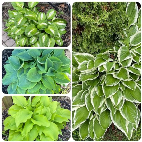 semillas resistentes de hosta - raras decoración balcón jardín 300pcs