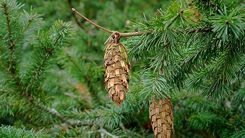 30 X Samen Douglasie Pseudotsuga menziesii Nadelbaum Baum Samen