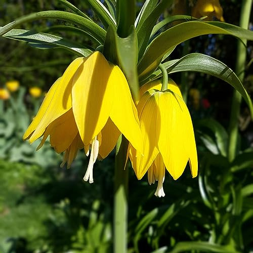 bulbi imperiale coronata di ufficio giardino balcone decorativi corona imperiale decorazione balconi 2pcs