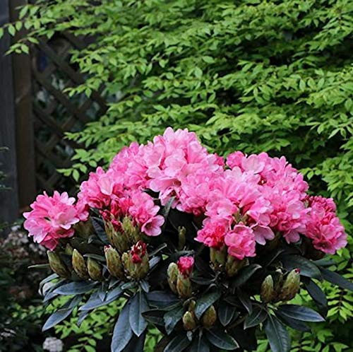 Hochstamm Rhododendron Clivia 60-80cm - Rhododendron williamsianum - lebende Gartenpflanze aus den Baumschulen