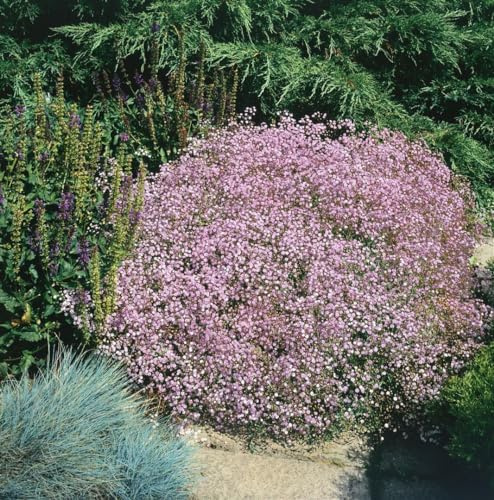 Gypsophila repens 'Rosenschleier' 9x9 cm Topf – Winterhart, Mehrjährig, Pflegeleicht – Teppich-Schleierkraut – Bodendecker für Steingarten & Beet