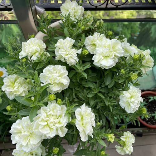semillas de petunia colgando decoraciones, para lugares soleados. petunia petunia exóticas resistentes, balcón Decoración de jardín 700pcs