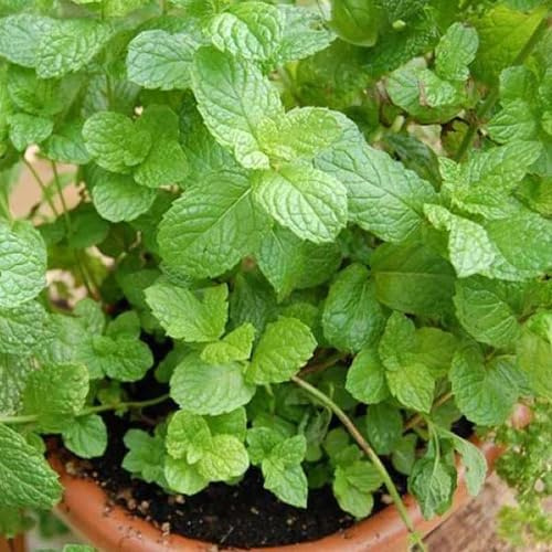 100 piezas de semillas de menta verde
