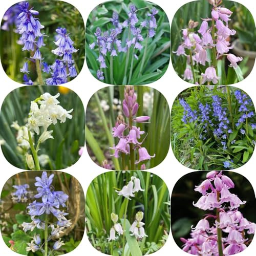 Semi di campanula - esotico rari estivi resistenti semi di balcone copertura del terreno selvatici decorazione decorazioni 250pcs