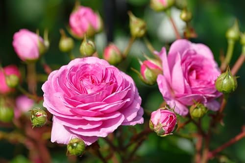 Rosa Climbing Rose 'Ozeana'