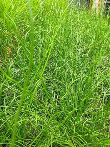 Lincolnshire Pond Plants Ltd - Marginal Aquatic Pond Plant - (Juncus Effusus 'Spirals') - 3Ltr Potted