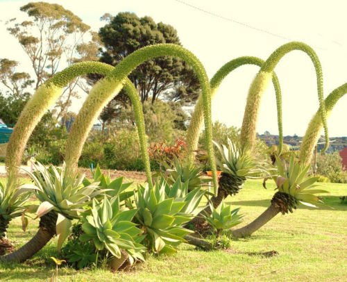 Agave attenuata agave senza spina dorsale di semi di piante succulente rare giardini aloe 15 semi