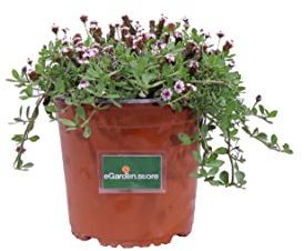Pianta di Lippia Repens Pianta di Lippia Nodiflora Pianta di Phyla Nodiflora pianta tappezzante pianta da esterno pianta ornamentale di Lippia pianta ricadente pianta vera venduta da eGarden.store