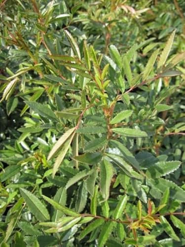 Glanzrose - Rosa nitida - rosa - Strauchrose - Wildrose Verpackungseinheit 10