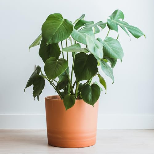 YouGarden House Plants, Swiss Cheese Plant, Monstera deliciosa, Set of Six, Tropical Indoor Plants in 6cm Pots, for Home, Office or Living Room