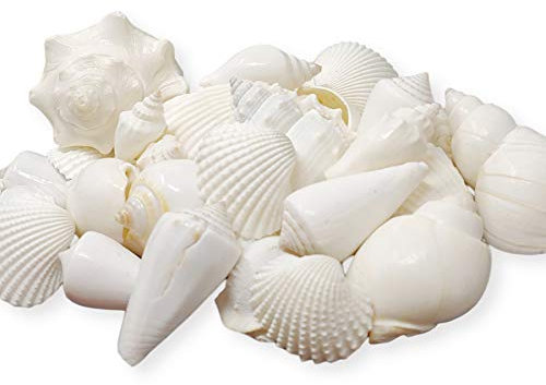 Tumbler Home Mix of White Seashells - Set Includes 1 Pound White Shells up to 3 inches - Home Decor, Vase Filler, Wedding Centerpiece, Christmas, Craft, Candle Making-Sea Shell Mix