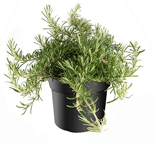 mgc24 Hängender Rosmarin, Rosmarinus prostratus, frische Gärtnerqualität, mediterran, Küchenkräuter im 14er Topf, winterhart, mehrjährig, perfekt für den Kräutergarten, 1 Pflanze