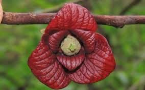 Vivaio Garden Forest Pianta Banano di montagna del Nord, Asimina Triloba Sunflower, Pianta Innestata; Pianta Autofertile, H60cm, Paw Paw, Pianta crescita lenta, Impollinatore, Pianta vera