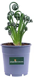 Pianta vera di Albuca Spiralis - Albuca Cavatappi succulenta ornamentale da interno venduta da eGarden.store
