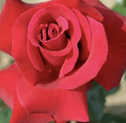 'Thinking of You' - Hybrid Tea Rose - Elegant Deep Crimson Blooms - Fragrant - Potted Rose