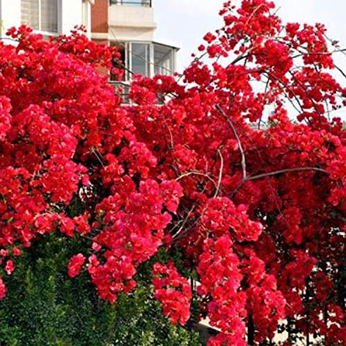 200 pièces Graines de Bougainvillée, Graines Fleurs à Semer, Graine a Planter, Graines de Fleurs pour Jardin et Balcon, Facile à Cultiver (Rouge)