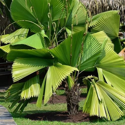 Palmensamen hochbeete für garten gartenpflanzen kräutersamen balkon garten winterharte kübelpflanzen dachbegrünung pflanzensamen hängepflanzen winterhart mehrjährig gartensamen 10samen