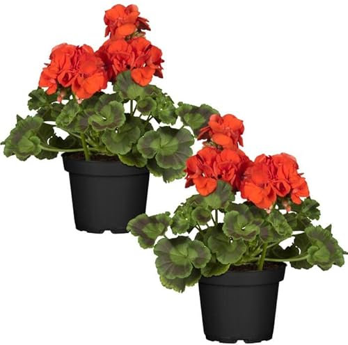 Geranio Zonal Rojo - Pack 2 Plantas - Geranios Naturales de Colores Vistosos - Plantas de Temporada