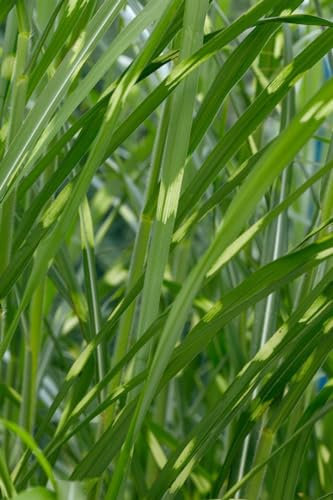 Miscanthus sinensis 'Giraffe' – Winterhart, Mehrjährig, Pflegeleicht – Chinaschilf – Ziergras für Beet & Kübel