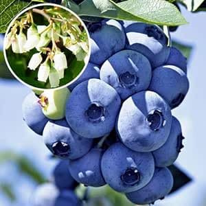 MIRTILLO GIGANTE AMERICANO 3 ANNI, PRONTA FRUTTIFICAZIONE, VASO 2 LITRI 70-80CM