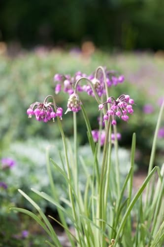 Allium cernuum 9x9 cm Topf – Winterhart, Mehrjährig, Pflegeleicht – Nickender Lauch – Staude für Steingarten & Beet
