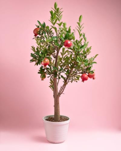 Granado Mollar Elx | Árboles Naturales Exterior | Pur Plant