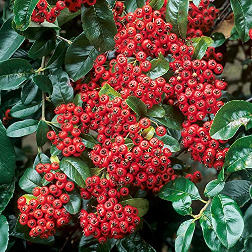 GardenersDream Pyracantha Mohave - Oranger Feuerdorn Winterhart - Kletterpflanzen Winterhart Immergrün - Winterharte Stauden mit Beeren