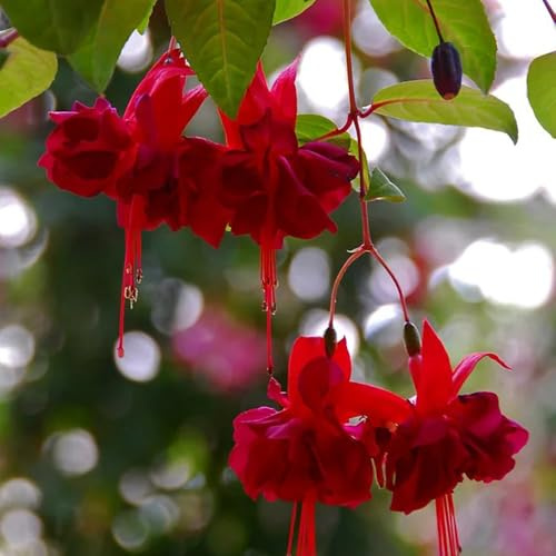 fuchsien hängend - schnittblumen balkongarten seltene steingarten outdoor rankpflanzen exotische zimmerpflanzen zimmerbonsai gartenpflanzen blumensamen mehrjährig winterhart 60samen
