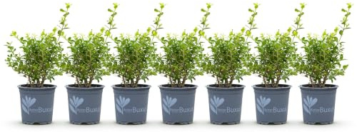 Plantas de Boj Resistente para Setos, Jardín, Verde, Pack de 7, 25-30 cm