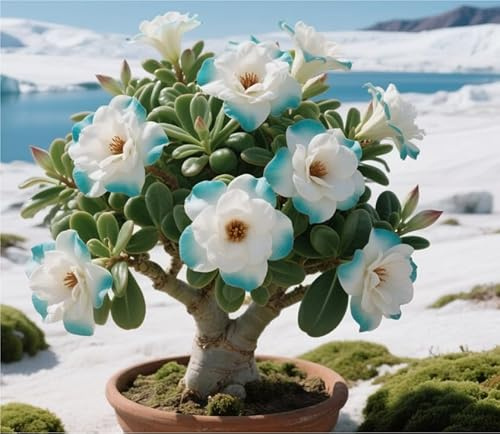 Biologico Rizoma Di Rosa Del Deserto, Resistenti Al Freddo E Alla Siccità, Facile Da Coltivare, Adatto A Primavera E Autunno-1 Rizoma-A
