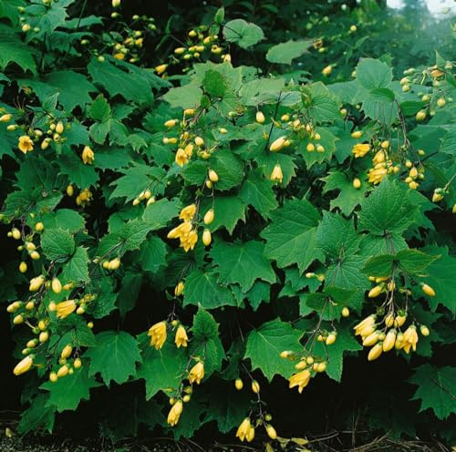 Kirengeshoma koreana 11 cm Topf – Winterhart, Mehrjährig, Pflegeleicht – Wachsglocke – Staude für Schattenbeet & Garten