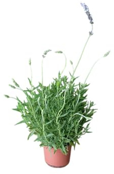 Planta de Lavanda Natural – Planta Aromática y Ornamental en maceta