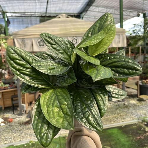 semillas de monstera - resistentes para el jardín decoracion perennes 150pcs