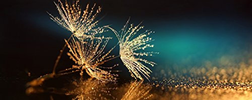 Eurographics DG-DC6053 Dandelion Seeds Glasbild, Glas, Blau, 125 x 50 x 2 cm