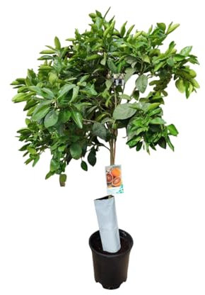 AzJardin- Árbol de Naranjo Sanguinelli. 3 años. Altura aprox. 1.70m. Planta viva dando frutos.