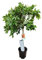 AzJardin- Árbol de Naranjo Sanguinelli. 3 años. Altura aprox. 1.70m. Planta viva dando frutos.