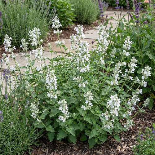 Bloomique - 6er - Set - Katzenminze 'Snowflake' - Winterhart - Mehrjährig - Bienenfreundlich - Höhe 10-20 cm - 9 - cm - Topf