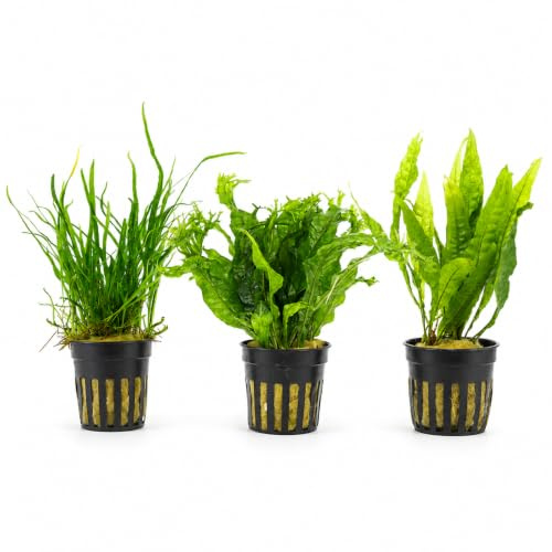 AquaBreedingSkill Microsorium Aquarium Pflanzen Set 3 Stück – echte Wasserpflanzen für Aquarium, Aquariumpflanzen echt für alle Aquarienbereiche, pflegeleichte Aquarium Pflanze Java-Farn